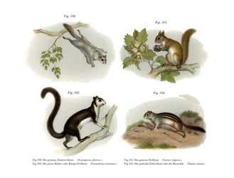 Eurasisches Gleithörnchen